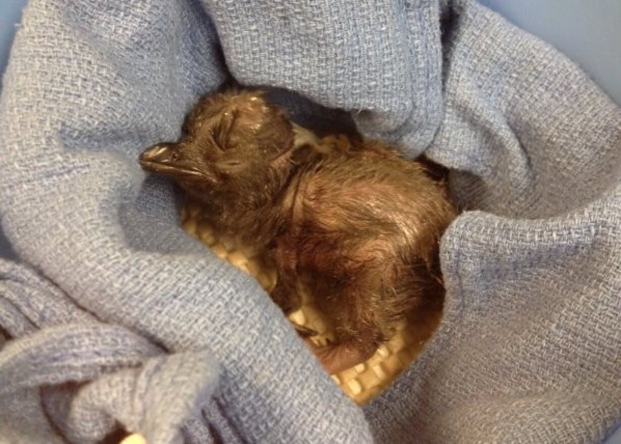 This little penguin is the first Zoo baby of 2016.